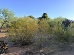 Sonoran Creosote Shower Bundle
