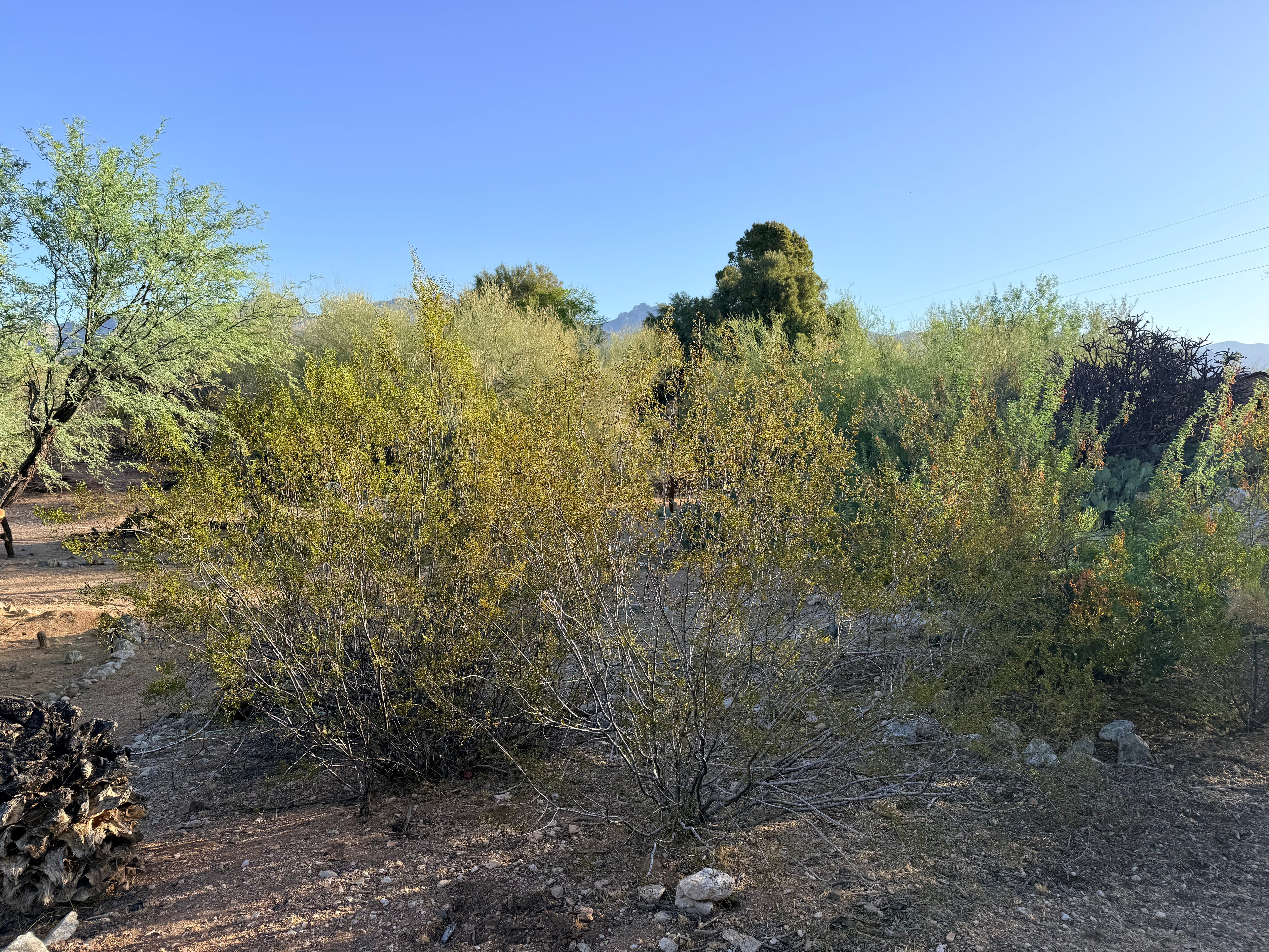Sonoran Creosote Shower Bundle