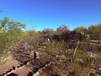 Sonoran Creosote Shower Bundle